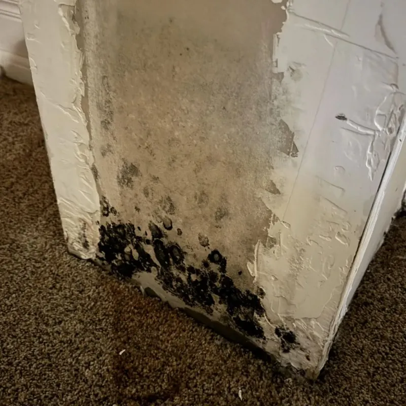Professional Mold Removal in Buena Vista, CA